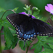 Tiger Swallowtail Female Dark Form On Wild Geranium Poster