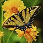 Tiger Swallowtail Poster