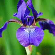 Tiny Purple Iris Poster