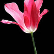 To The Light Pink Tulip Flower Poster