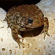 Toad On Toadstool Poster