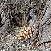 Toadstools In The Gravel Poster