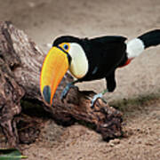 Toco Toucan Sitting On Tree Trunk Poster