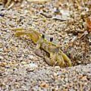 Topsail Ghost Crab Poster