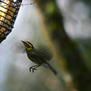 Townsend Warbler In Flight Poster