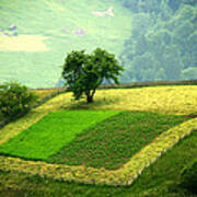 Tree And Field Poster