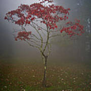 Tree In Fog Poster