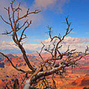 Tree Over Grand Canyon Poster