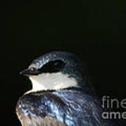 Tree Swallow 2012 Poster