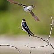 Tree Swallows Poster