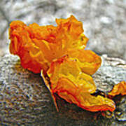 Tremella Mesenterica - Orange Brain Fungus Poster