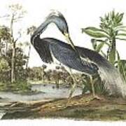 Tricolored Heron Poster
