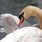 Trumpeter Swan Poster