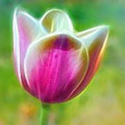 Tulip Exaltation Poster