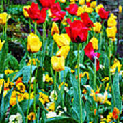 Tulip Garden Poster