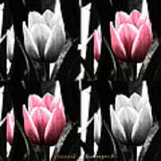 Tulip Tiles Poster