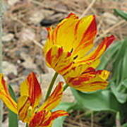 Tulips In Aspen Poster