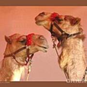 Two Circus Camels Poster