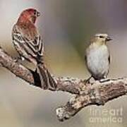 Two Finches Poster
