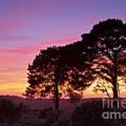 Two Trees In The New Forest At Sunset Poster