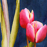 Two Tulips Poster