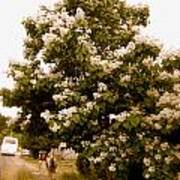 Under The Magnolia Tree Poster