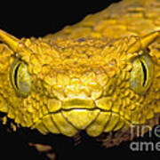 Usambara Eyelash Bush Viper Poster