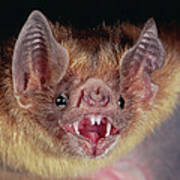 Vampire Bat Desmodus Rotundus Portrait Poster