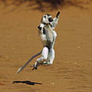 Verreauxs Sifaka Leaping Poster