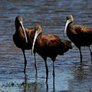 Waiding Ibis Poster