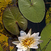 Water Lily Botswana Poster