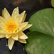 Water Lily Flower With A Lily Pad Poster