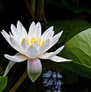 Water Lily In Morning Sun Poster