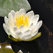 Water Lily Poster