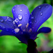 Waterdrops On A Blue Bloom Poster