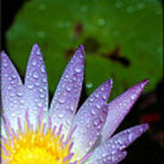 Wet Water Lily Poster