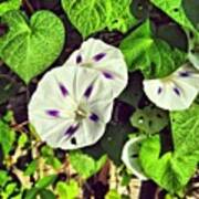 White And Purple Morning Glory Blooming Poster