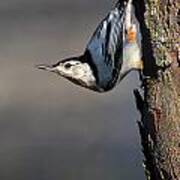 White-breasted Nuthatch Poster
