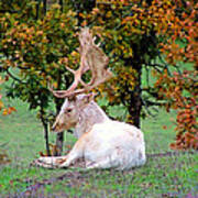 White Deer Poster