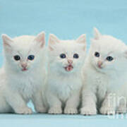 White Kittens Poster