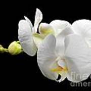 White Orchid On Black Background Poster