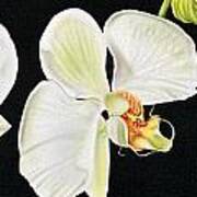 White Orchids Poster