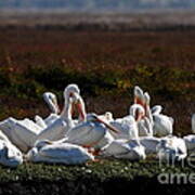 White Pelicans Poster