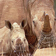 White Rhinoceros Ceratotherium Simum Poster