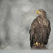 White-tailed Eagle Poster