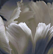 White Tulip Poster
