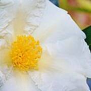 White W Yellow Center Flower Poster