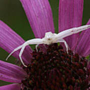 Whitebanded Crab Spider On Tennessee Coneflower Poster
