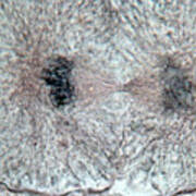 Whitefish Cell In Telophase, Lm Poster
