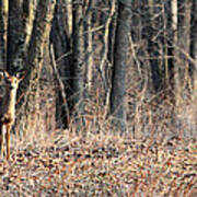 Whitetail Alert Poster